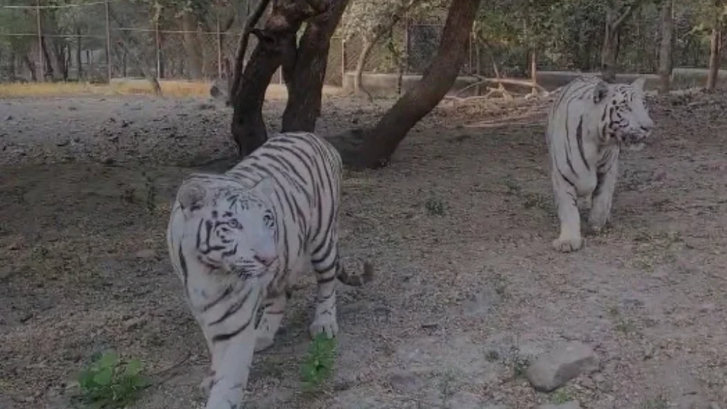 best resort near sasan gir,Gir Jungle Safari Resort,Resorts near Devalia Safari Park,resorts near somnath temple